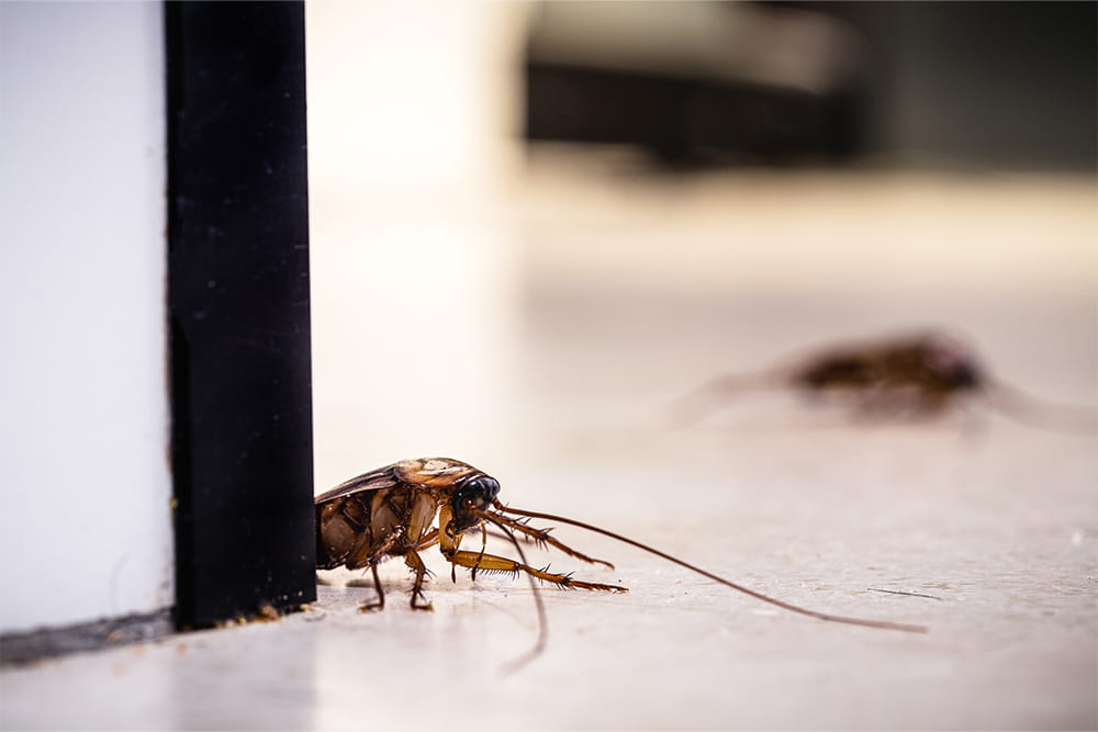 Cockroach Control