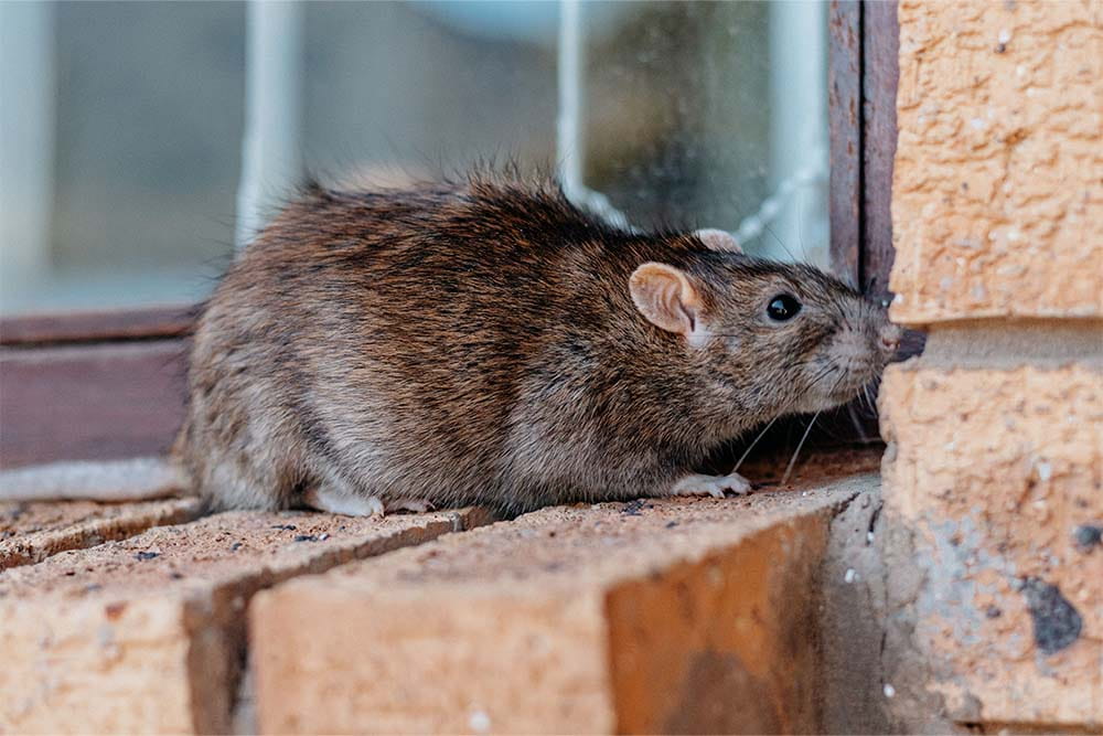 Rodent Control