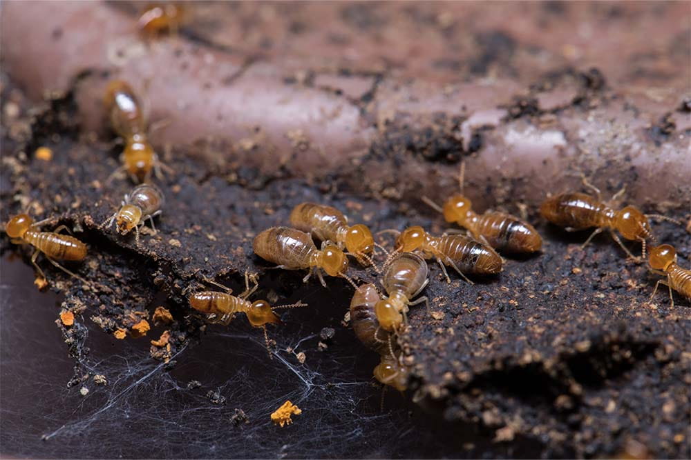 Termite Control