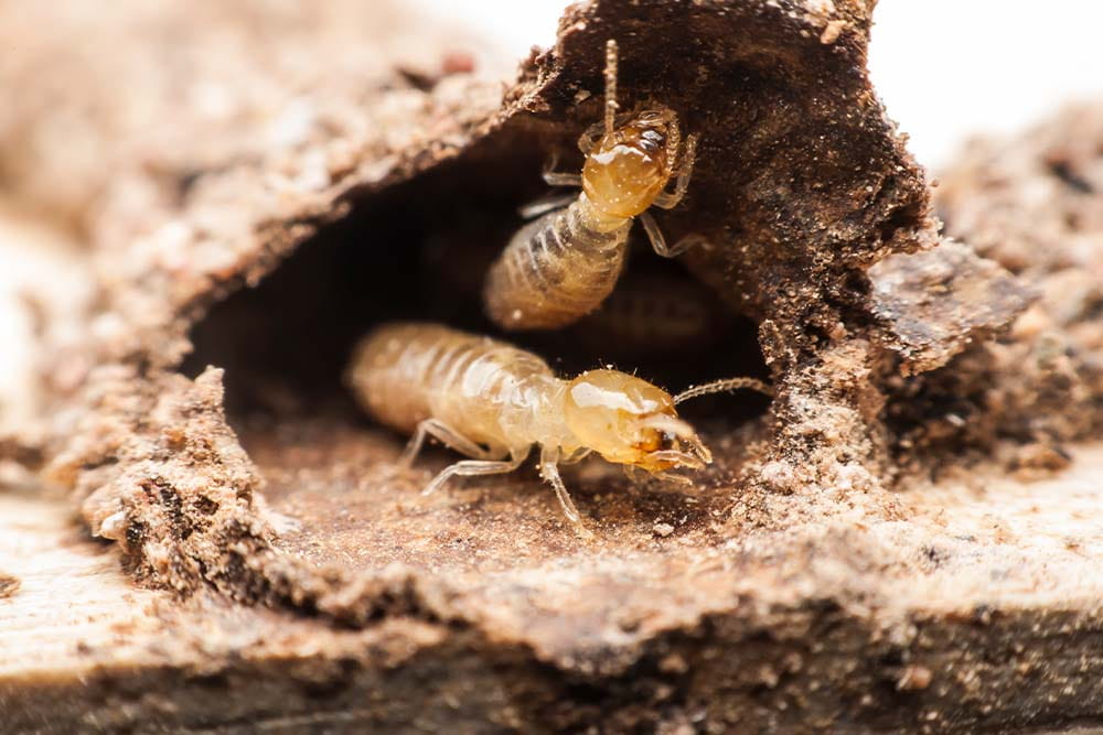 termite1