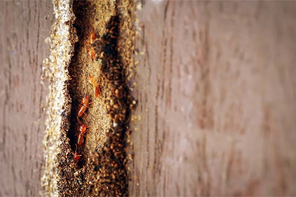 termite3